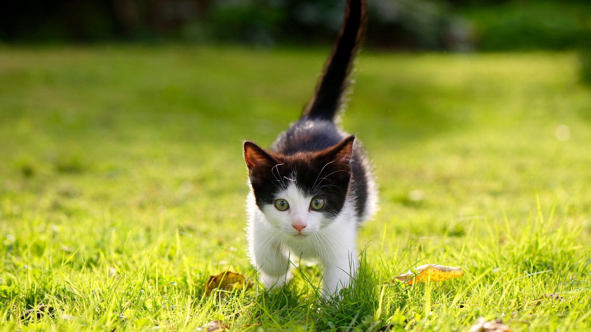 摩洛哥对阵冰岛，迪巴拉成为胜负手