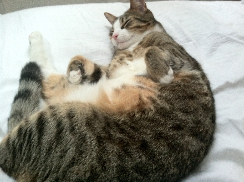 迪巴拉末节闪光,新西兰绝境逆转哥斯达黎加